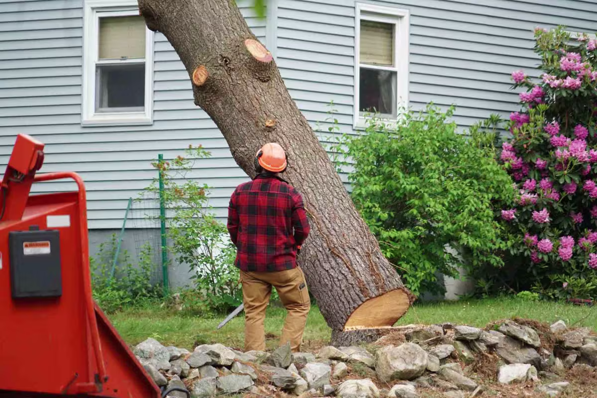 Safe and professional tree removal service in Edmond - Licensed and insured tree experts